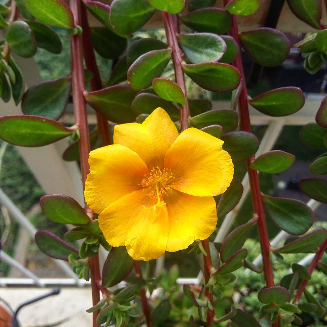 #floweroftheday #yellow #portulaca