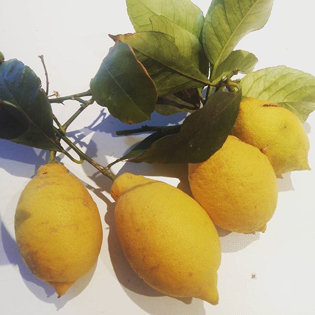 #ortosulbalcone #limoni