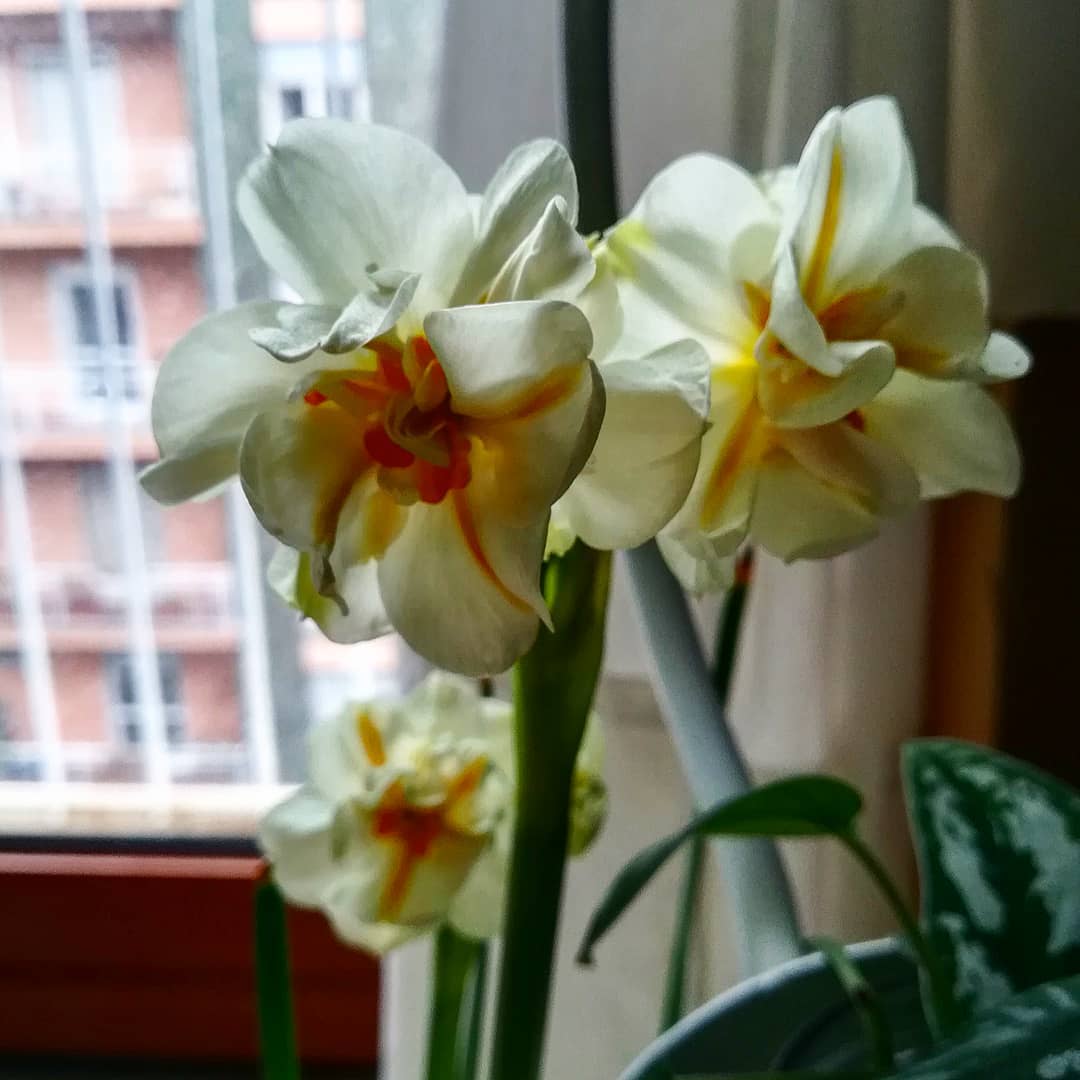 #flowersoftheday