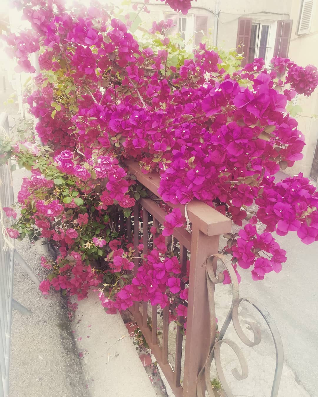 #flowersoftheday #pink #bouganville