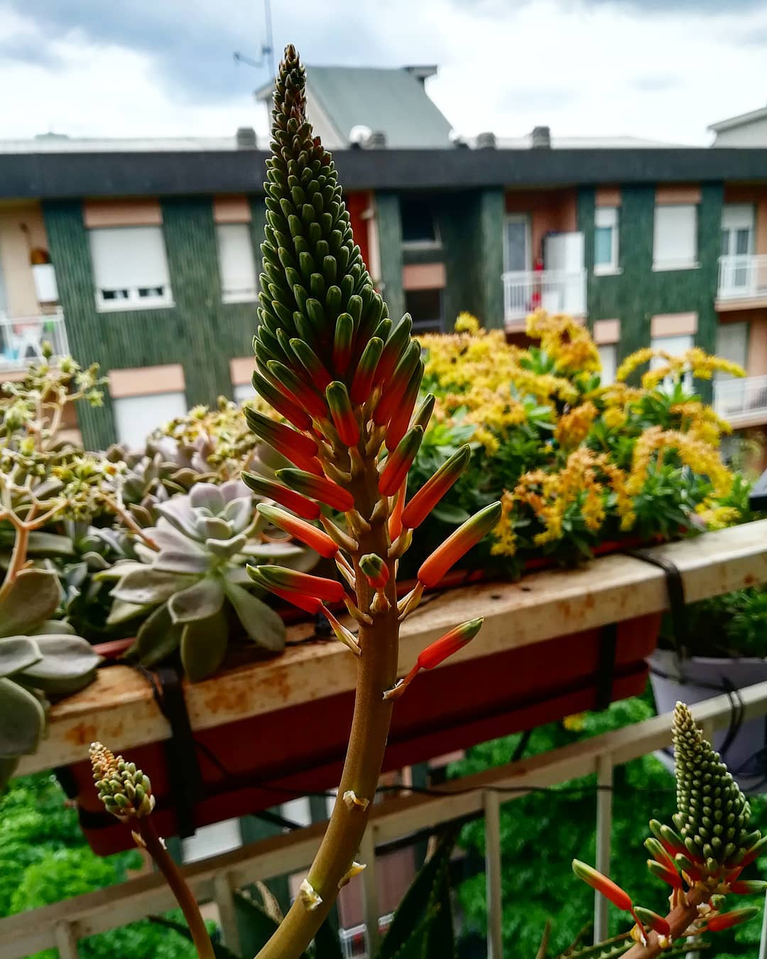 Promette bene! #aloe #flowersoftheday